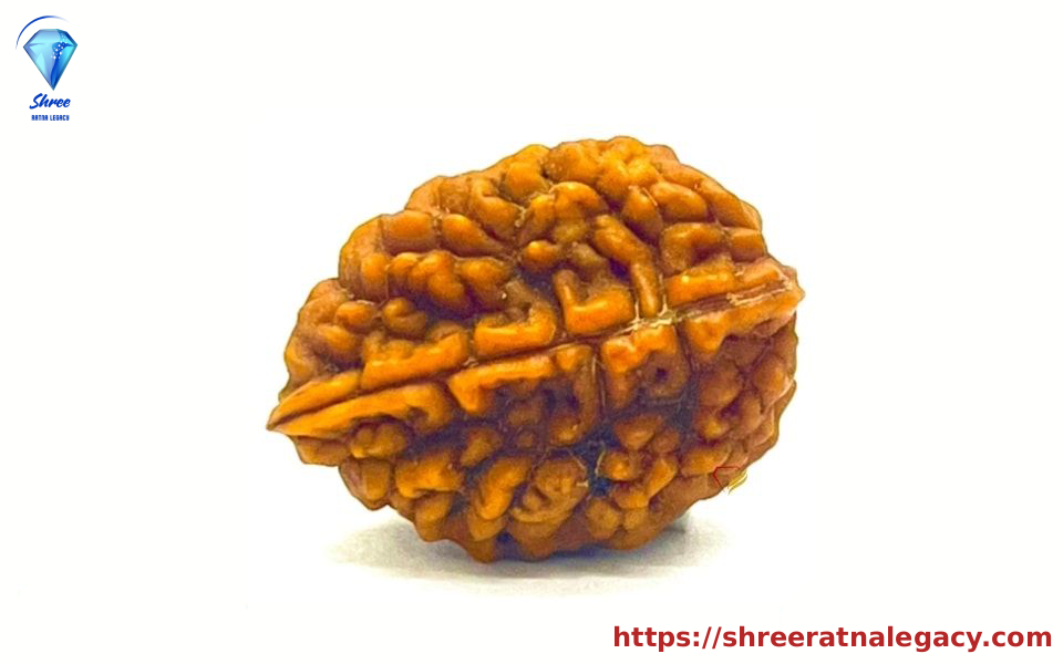 15 Mukhi Rudraksha - 2.798 Grams