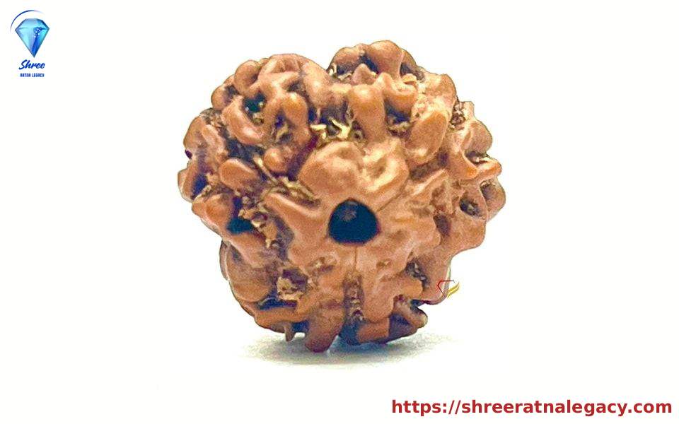 14 Mukhi Rudraksha - 2.354 Grams