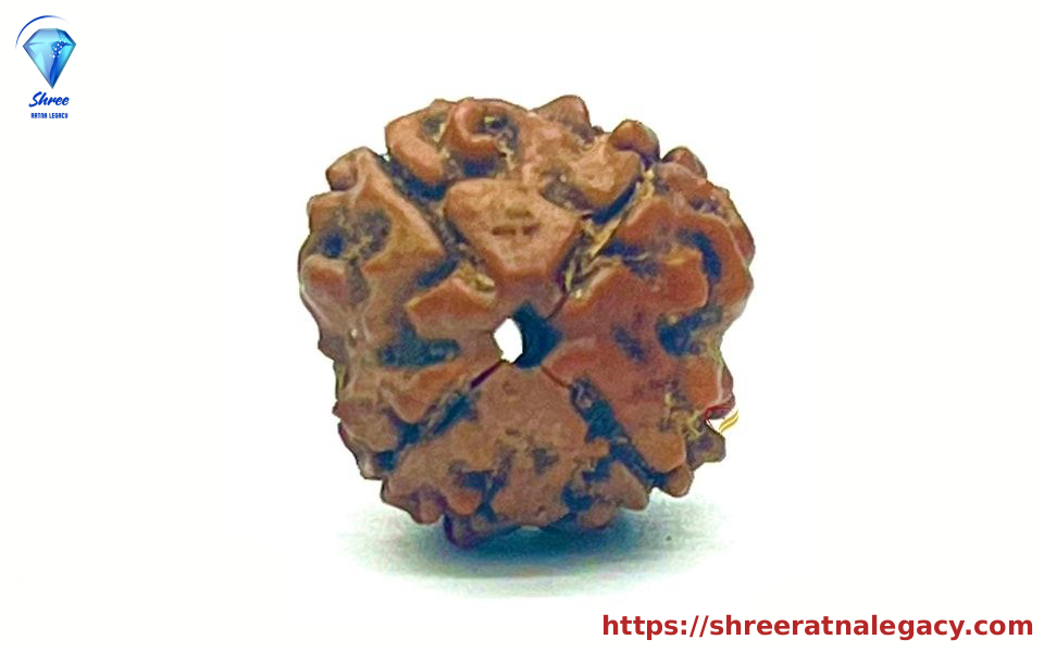 13 mukhi Rudraksha - 2.116 Grams