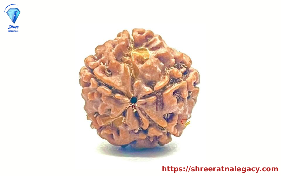 5 Mukhi Rudraksha - 1.772 Grams