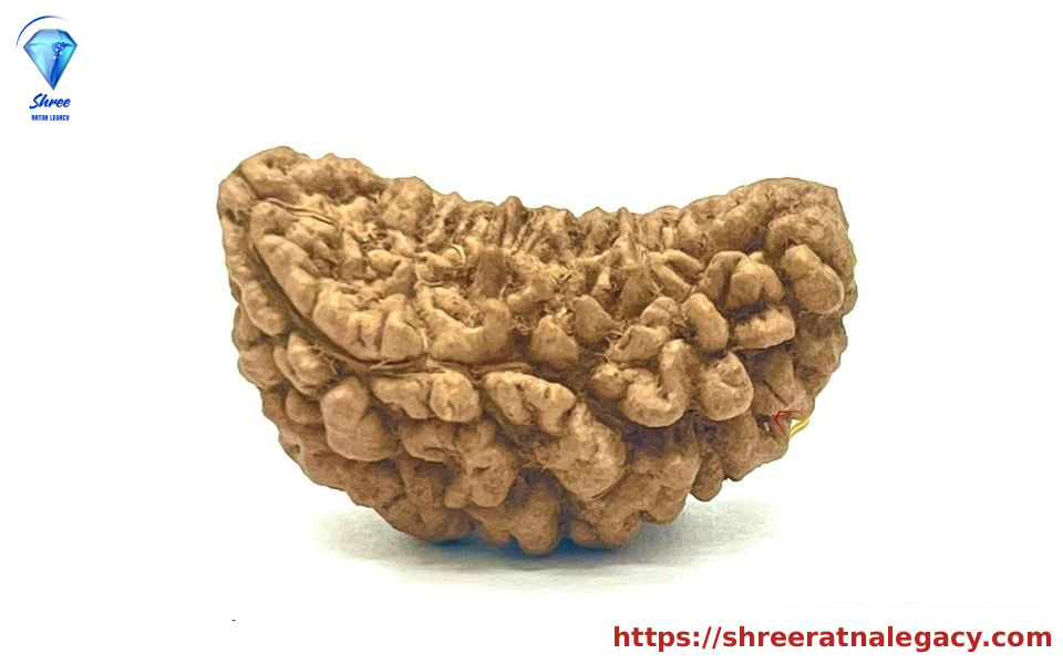 1 Mukhi Rudraksha - 3.291 Grams